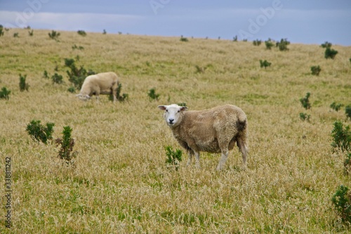Moutons en Nouvelle-zélande