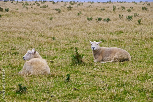 Moutons en Nouvelle-z  lande