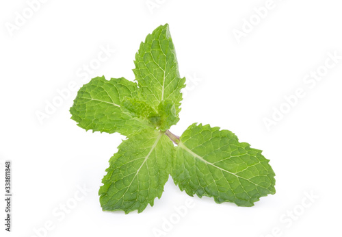 Closeup of isolated fresh spearmint leaves on white background. Spearmint or peppermint is herbal used for flavouring ice cream candy fruit preserves alcoholic beverages chewing gum and toothpaste.