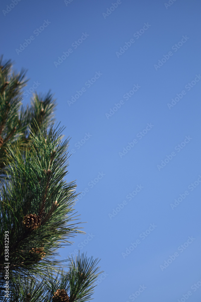 Pine branch with cones against the blue sky. Pine branch close up. Vertical photo. Pine branch background texture Pine branch with cones against the blue sky. Pine branch close up. Vertical photo. Pine branch background texture