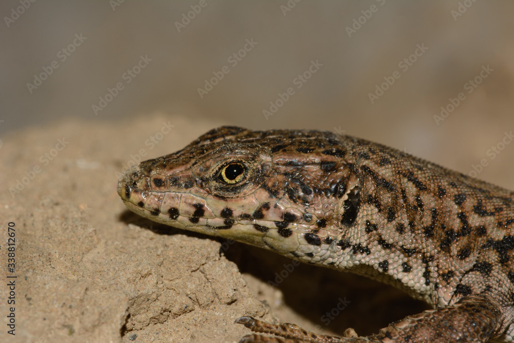 Macro side view of Podarcis Hispanica lizard on a stone Macro side view of Podarcis Hispanica lizard on a stone