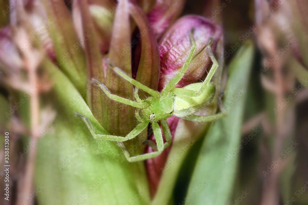 Close-up of, spider Micrommata ligurina, looking for a prey. Close-up of, spider Micrommata ligurina, looking for a prey.