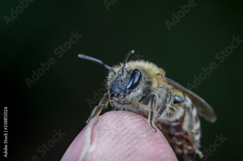 Closeup of Anthophora plumipes bee on a human finger. photo