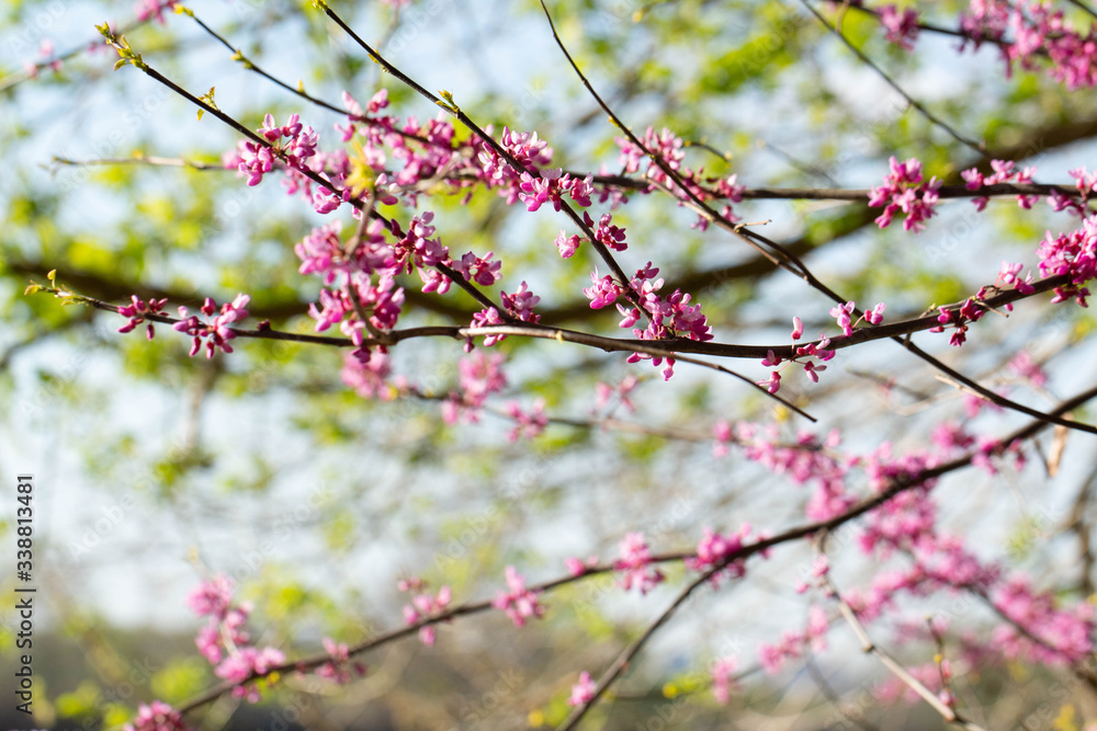 A cluster of pink blooms. The first spring flowers. A cluster of pink blooms. The first spring flowers.
