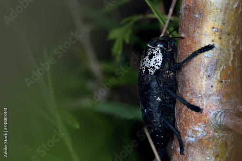 Wallpaper Mural Close-up view of the beetle Capnodis tenebrionis on a tree Torontodigital.ca
