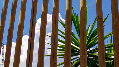 Bamboo fence with palm tree and clouds, Ibiza / Spain