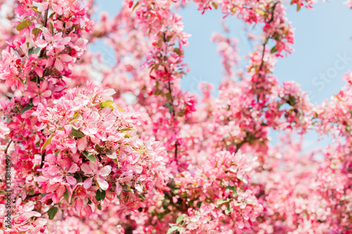 Beautiful blooming cherry blossom in spring time