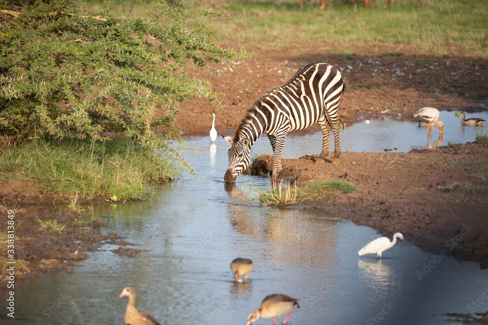Fotografie zebra at a waterhole