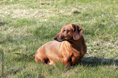 A red-haired smooth-haired Dachshund sits on the lawn waiting for hunting  a medium-sized Dachshund