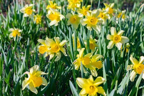 Yellow daffodils and Easter bells in spring. Group of narcissus