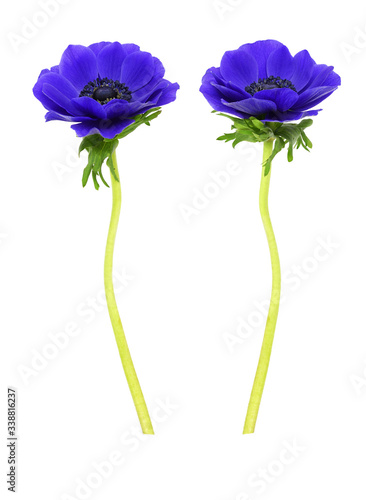 Fototapeta Set of blue anemone flowers
