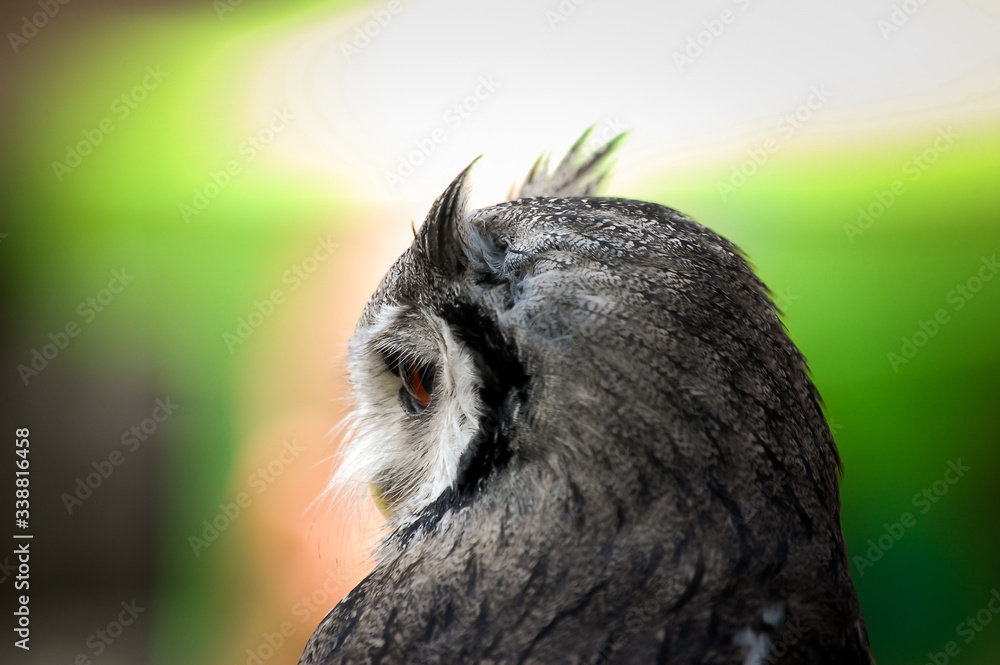 closeup of a bird of prey - owl closeup of a bird of prey - owl