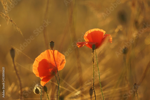 Red poppy, poppy head and grass in light of the setting sun