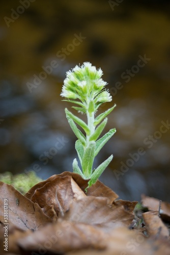 Common Butterbur (Petasites albus) is a strong-smelling plant of the Asteraceae family. photo