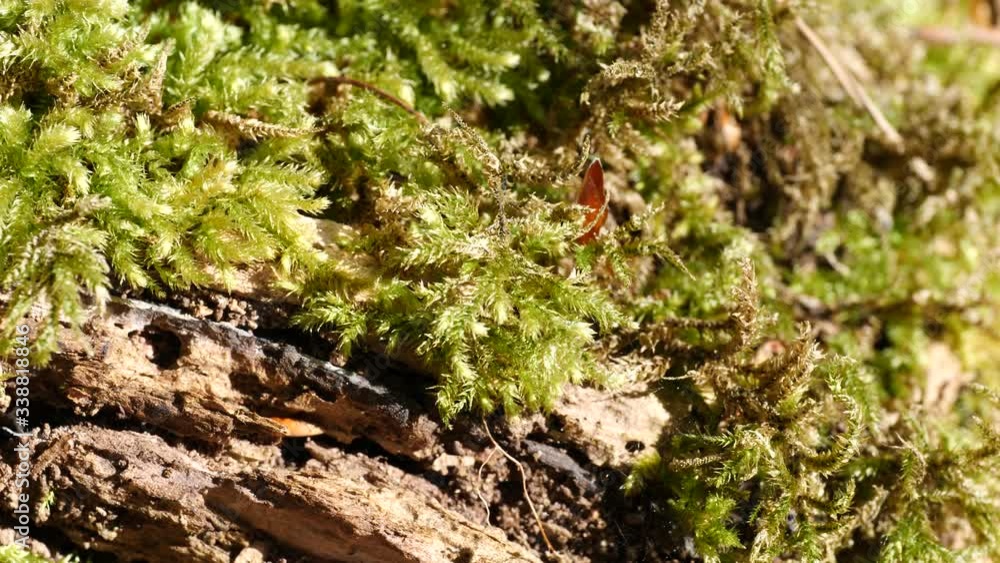 Macro slider video of moss on a tree stump in a forest 3 Macro slider video of moss on a tree stump in a forest 3