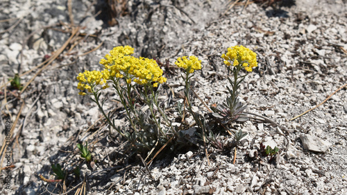 Kreuzblütler, Brassicaceae, Cruciferae, mit gelber Blüte auf Kalkstein, sehr trockener Boden photo