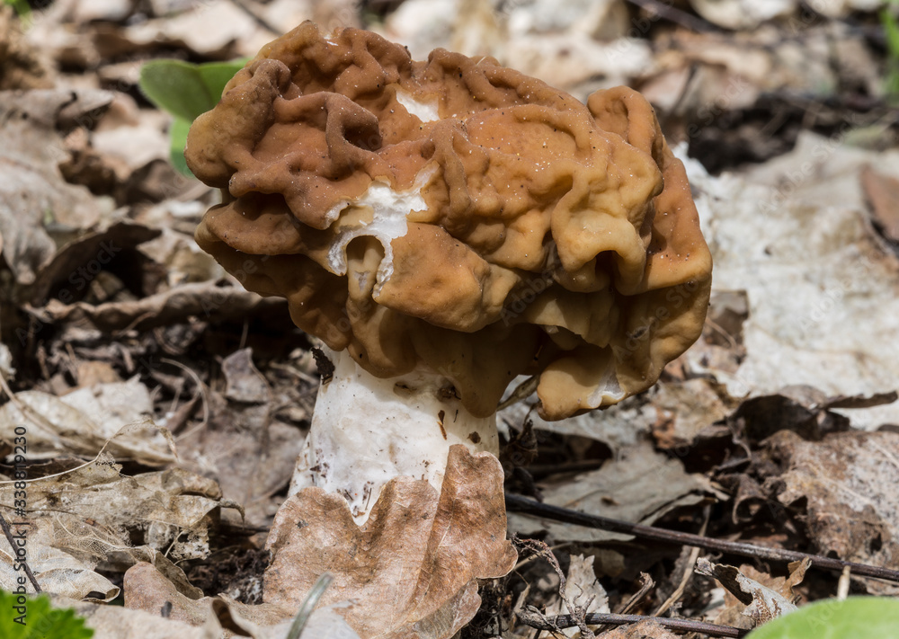 mushroom gyromitra in spring forest closeup mushroom gyromitra in spring forest closeup