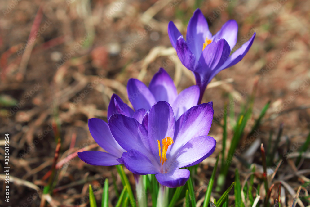Beautiful blue crocuses flowers. Flowering of the first snowdrops in spring. Close-up. Top view. Background. Landscape. Beautiful blue crocuses flowers. Flowering of the first snowdrops in spring. Close-up. Top view. Background. Landscape.
