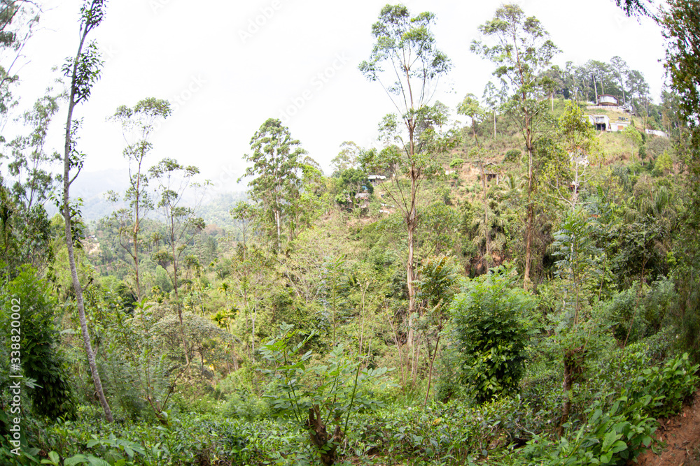 Tea plantations under the nine-arch bridge in Sri Lanka (Ceylon).