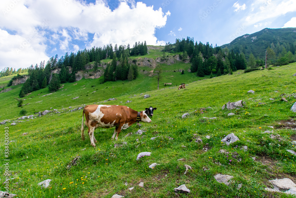 cow in the mountains 