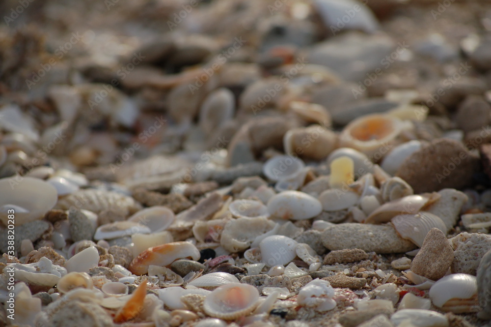 seashells seashells
