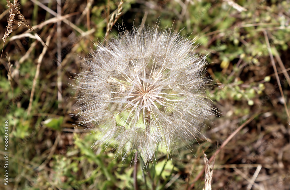 Dandelion close up, dry grass field Dandelion close up, dry grass field