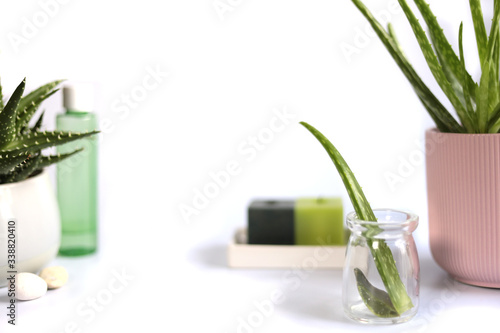 Aloe Vera plant in pot, fresh stem on white background. Skin, beauty, spa therapy concept