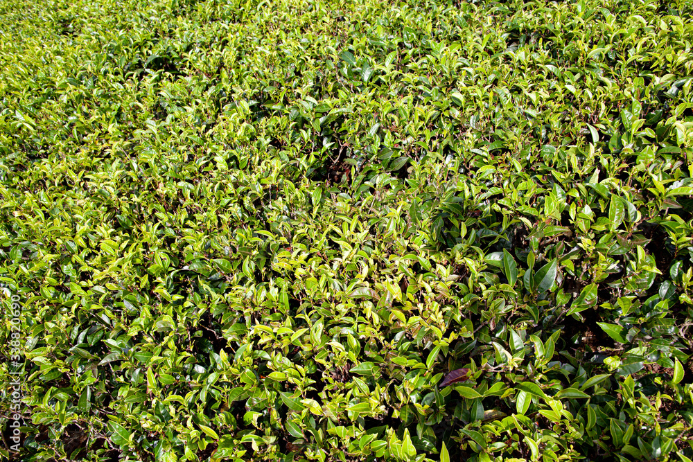 Background of green tea leaves of Sri Lanka (Ceylon).
