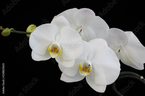 White Phalaenopsis flowers on a branch on a black background.