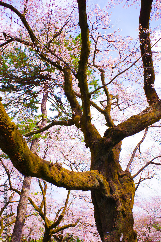 Fototapeta premium 桜の木