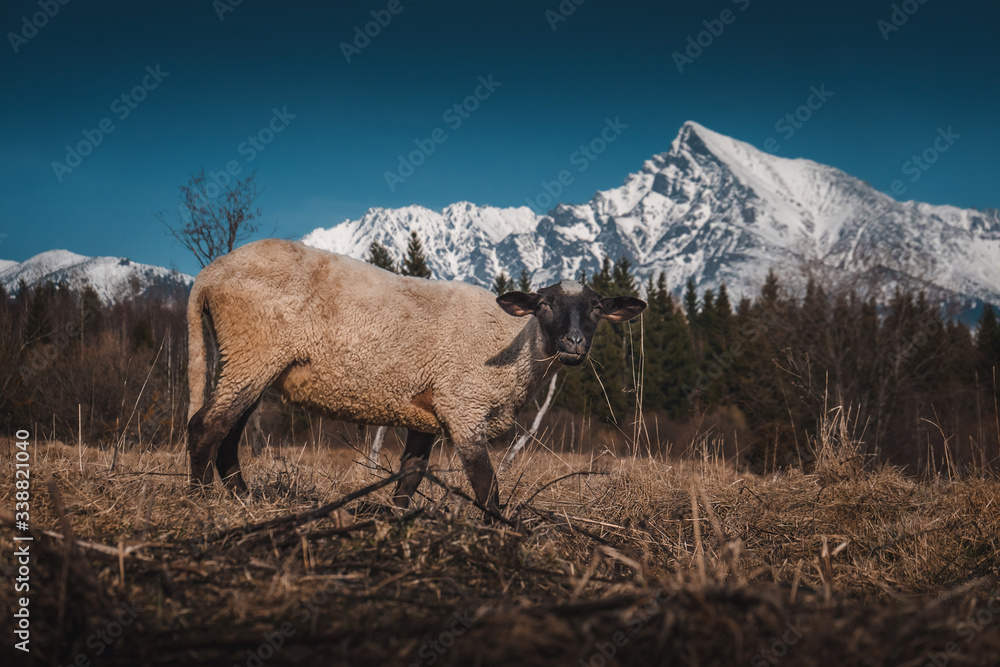 sheep and goats on a meadow under the mountains, agrotourism, spring landscape and Easter