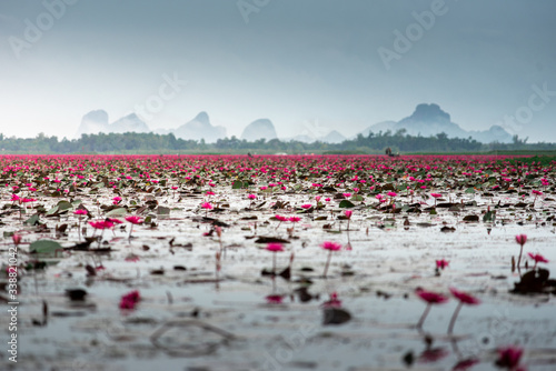 pink lotus at the lake with mountain background