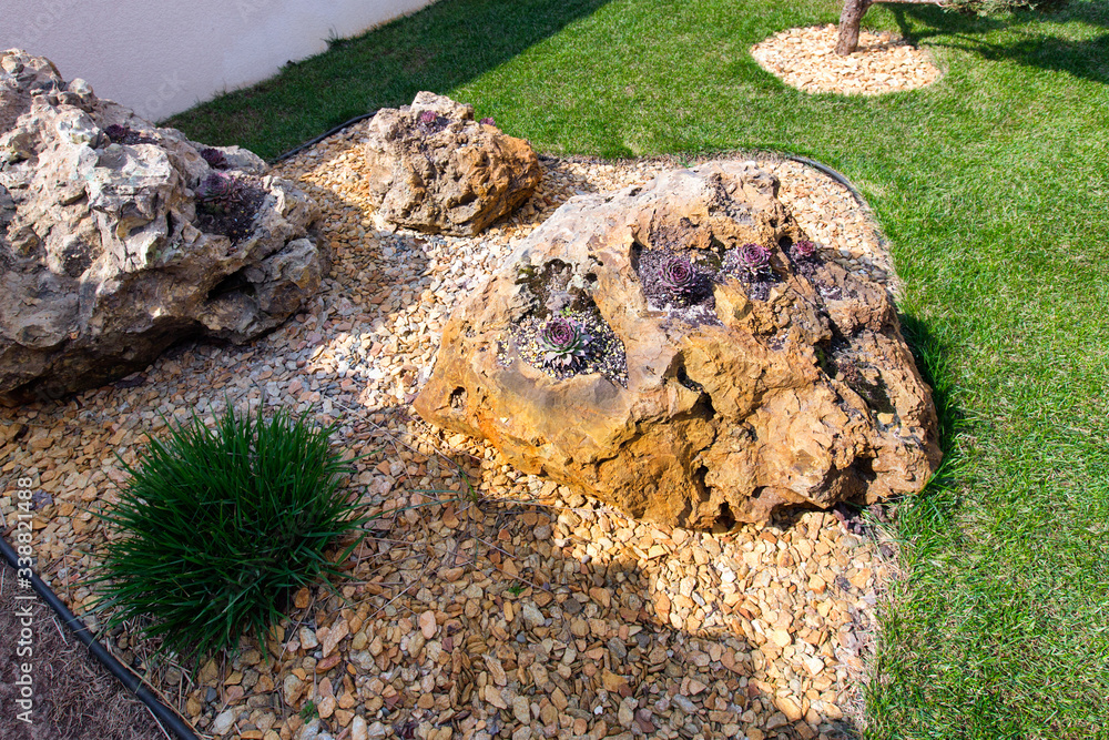Echeveria elegans in the rock garden. A succulent plant with red and green leaves in a stone garden on a bright sunny day. Alpine Hen and chicken plant with purplish leaves on the rock.