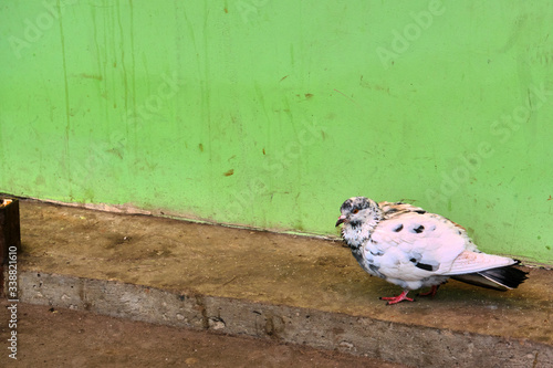 street pigeon against the wall