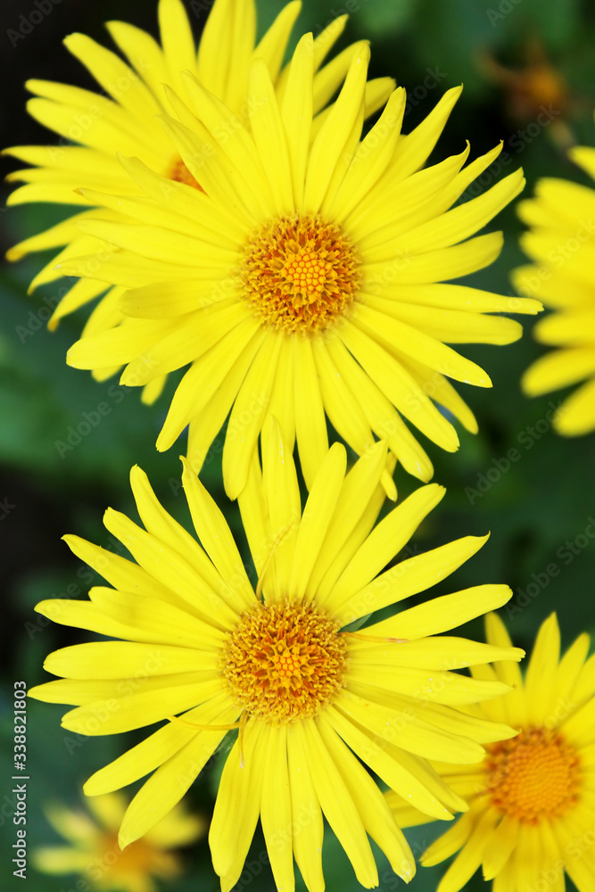 Summer yellow flowers Doronicum. Ornamental plant in the Asteraceae family Summer yellow flowers Doronicum. Ornamental plant in the Asteraceae family