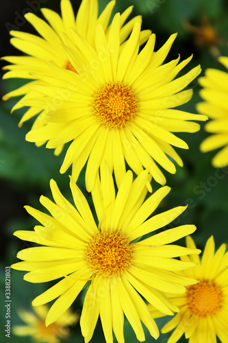 Summer yellow flowers Doronicum. Ornamental plant in the Asteraceae family