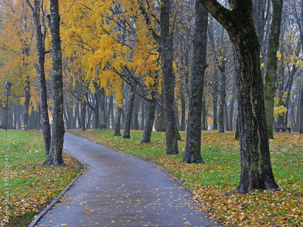 Naklejka premium road in autumn park
