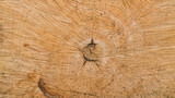 Holztextur von einem Baumstamm