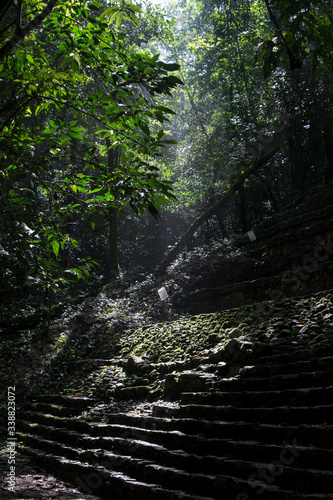 in the Mayan forests