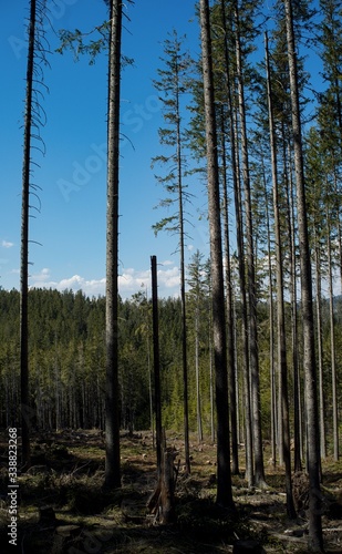 Ruined forest and broken trees by wind and gale.