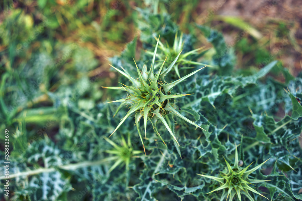 close up of a thistle plant close up of a thistle plant
