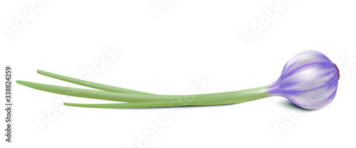 Garlic isolated on white background. Stock vector illustration.