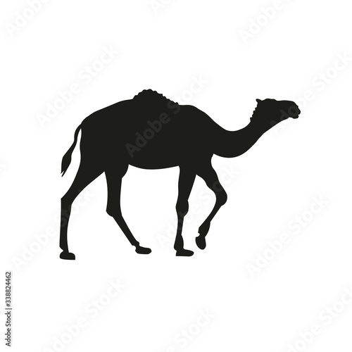 Black silhouette of dromedary on white background