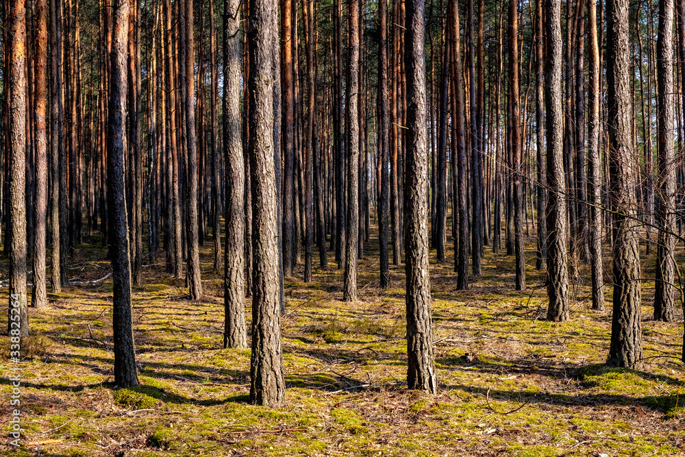 Obraz premium Early spring mixed forest on sandy grounds of natural landscape protected area of Mazovian Landscape Park in Mazovia region in central Poland