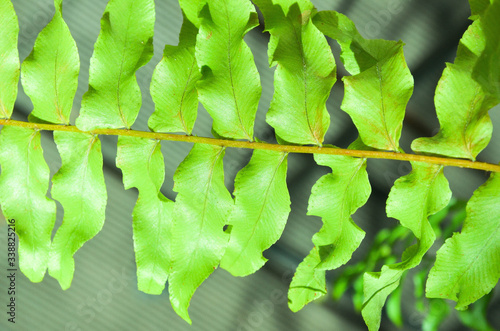 Fern green leaf photo