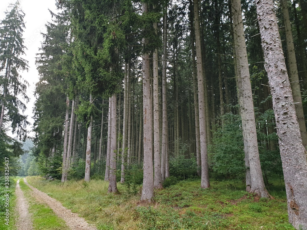 Obraz premium Bergwald