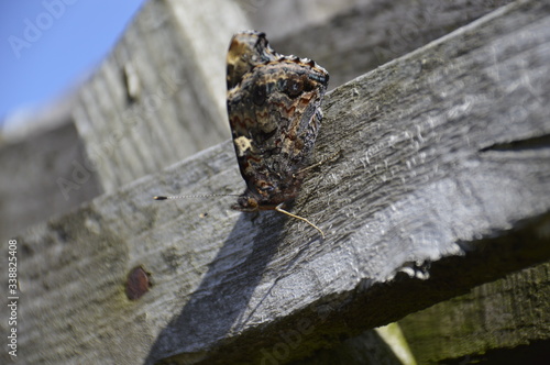 Red Admiral_Wings Closed_2