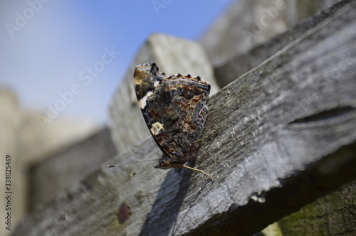 Red Admiral_Wings Closed_1