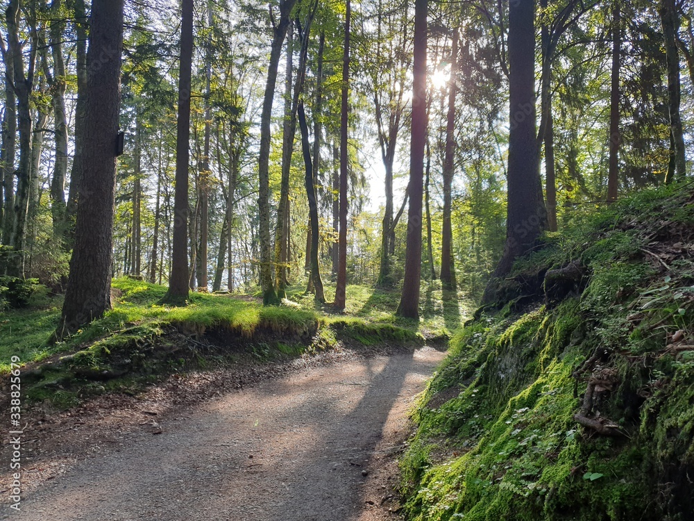 Fototapeta premium Bergwald