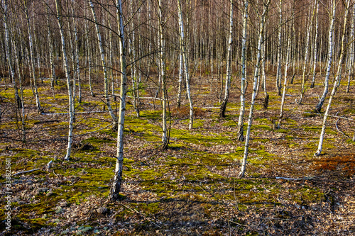 Early spring young birch forest on sandy dunes of natural landscape protected area of Mazovian Landscape Park in Mazovia region in central Poland